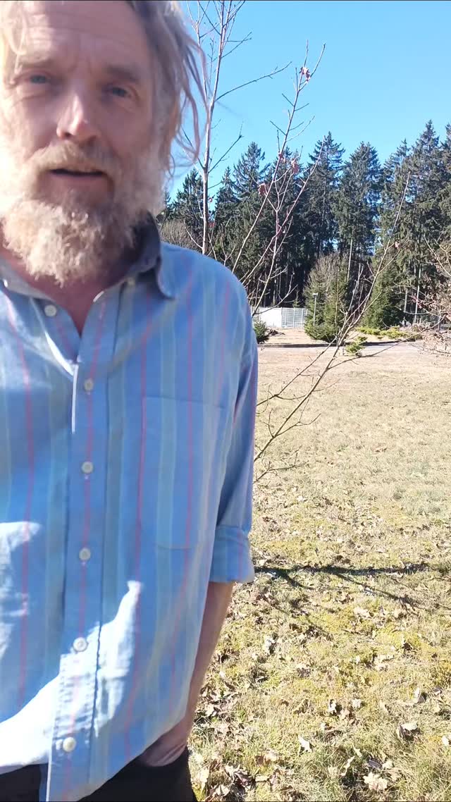 The tree planted itself 7 years ago. I always knew that it was in the wrong place, but that it could stay until I got around to it. It is right in the middle of the future permanent veggies plot and it's time is now up.
It is always ok to take down a tree in the wrong place.
Since being here, I have planted more than 1000 trees