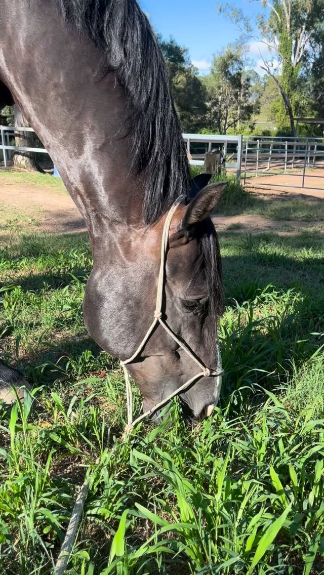 Another busy breeding season done. Thanks Larry for having the first ride back on our young Irish Draught stallion Cushavon Tiernan Ri☘️