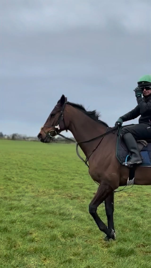 A mix of older and young horses getting some work on the grass in today 😮💨🙌