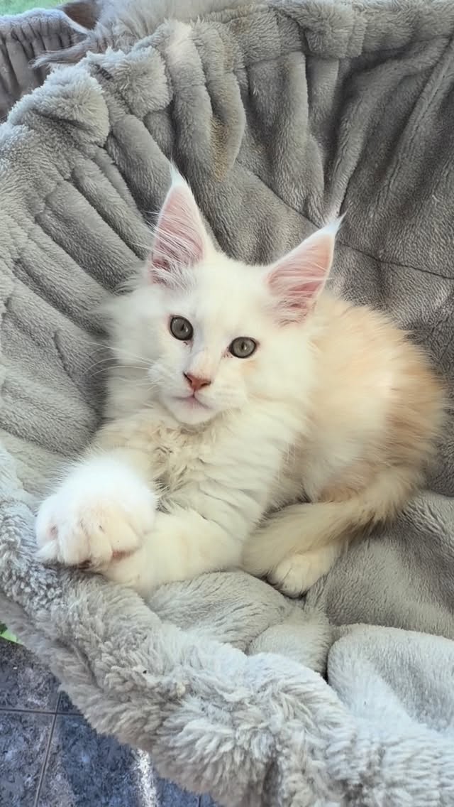Ozkar 💕 #mainecoon #catlovers #mainecoonmagic #fluffycat #gentlegiant