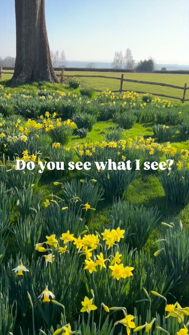 Spring is on its way, helped by a gorgeous warm sunny day today which had made the daffodils start to sing. Who else can’t wait for warmer days? #Daffodils #gardening #grow #sunny #yellow