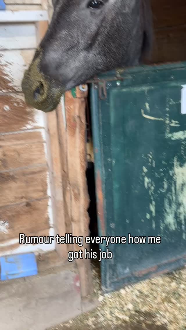 To start Rumour is probably the MESSIEST eater I have ever met.
•
However, I truly think this is probably how he felt when I showed up in his life! So grateful to have a patient and kind buddy who travels (most of the time) with me and helps me educate others about horses.
#equine #funny #demo #horse #stableinstincts