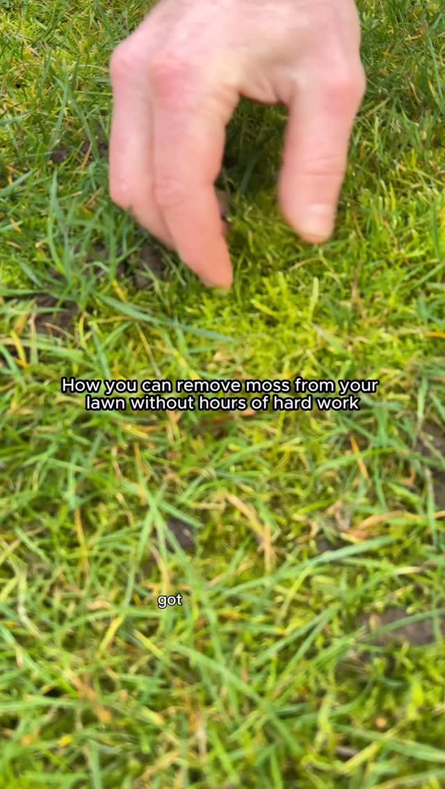 You asked for it, so we brought it back… but this time even better ⬇️
Our lawn bulk moss edition is THE product to help treat any moss on your lawn. It works be decomposing the moss and thatch layers, getting rid of the moss in an organic way whilst saving you hours of hard work manually removing it!
And it really is as simple as the video says, applied in just 3 steps: mow the lawn, put product in shaker and apply onto your lawn.
#Garden #moss | #lawncare #gardening #lawn