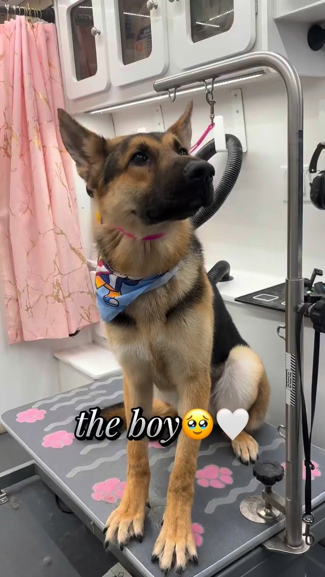 All dogs are shedding dogs to some degree—whether it’s light, moderate, or heavy. Shedding is a completely natural process that helps a dog get rid of old, damaged, or seasonal fur so new, healthy hair can grow in. Some breeds may leave noticeable clumps of hair around the house, while others shed so lightly it’s barely visible, but no dog is truly “non-shedding.” 🤭🐾
Dogs with thick double coats may require more intensive grooming to prevent the undercoat from becoming compacted, while short-haired breeds still benefit from routine brushing to clear away loose fur and stimulate the skin.🤍🫶🏻