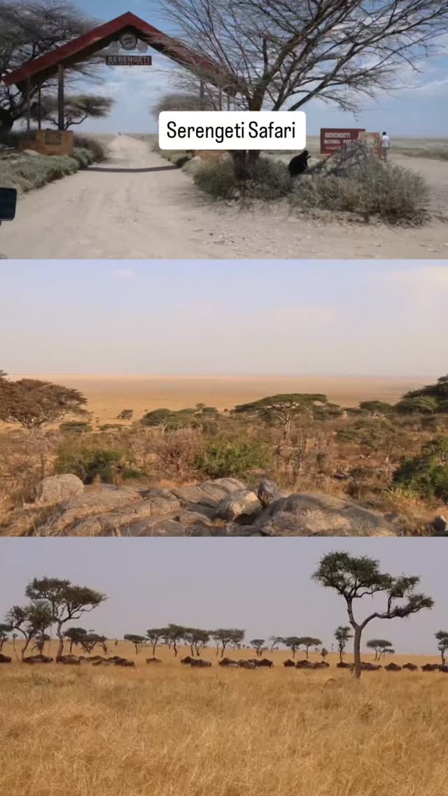 Raw wilderness from Serengeti National Park — where every moment tells a story of life in the wild. 🦁🌿
Experience the magic of Africa with GNade Safaris.
📩 Plan your Tanzania safari
📧 Email: info@gnadesafaris.com
📲 WhatsApp: +255 793 832 959
🌍 Website: www.gnadesafaris.com
#GNadeSafaris #Serengeti #TanzaniaSafari #SafariLife #AfricanWildlife VisitTanzania