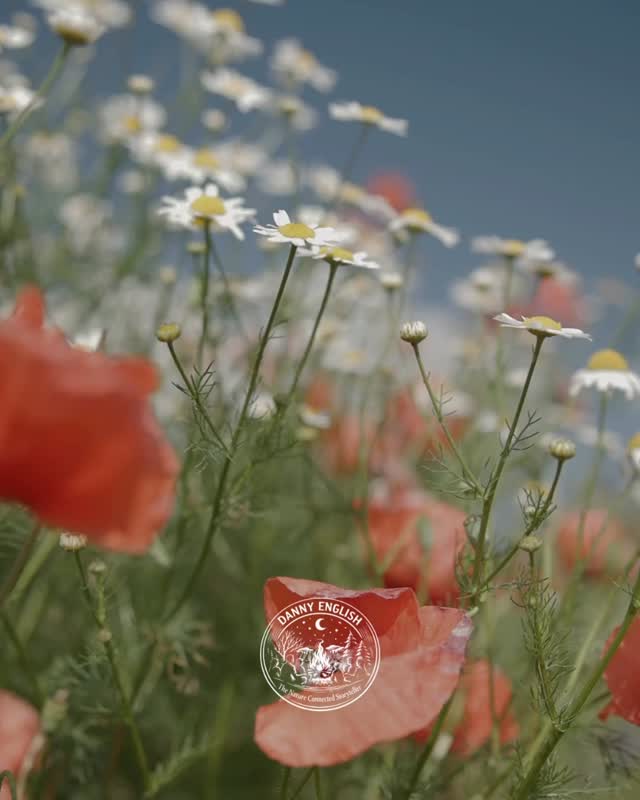 Legend of the Snowdrop- A Short Winter Tale
Inspired by my recent full-length oral telling of The Legend of the Snowdrop (you’ll find it in a previous post), here is a short film version of this beautiful winter folktale.
A gentle story of generosity, courage, and the quiet strength of a small white flower who chose kindness when others would not.
Sometimes the shortest stories carry the deepest light—especially in the darker days of the year.
I hope this brief telling brings a moment of stillness and wonder to your winter.
#legendofthesnowdrop #oralstorytelling #natureconnection #winterfolklore #dannyenglishstories