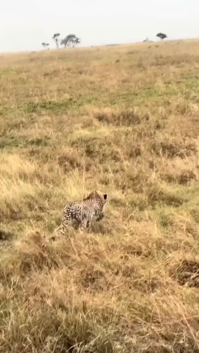 ⚡🦌 “Sorry… Not Today.”
A tense moment in the wild.
A cheetah locked its eyes on an impala calf — the perfect target.
The chase began… but this time, something powerful happened.
The mother stood her ground.
Fearless. Protective. Determined.
In an incredible act of courage, she defended her baby — and the cheetah backed off.
In Tanzania’s wilderness, every second is survival.
Every mother is a warrior.
Moments like this remind us that the wild is unpredictable — and that instinct is stronger than fear.
Experience real, unscripted safari moments with Gnade Safaris.
📧 info@gnadesafaris.com
📱 WhatsApp: +255 793 832 959
Come witness nature’s true stories.
#GnadeSafaris #TanzaniaSafari #Cheetah #Impala #WildlifeDrama SafariMoments AfricanWildlife NatureUnfiltered BigCats SerengetiSafari WildlifePhotography SafariExperience VisitTanzania ExploreAfrica RealSafari