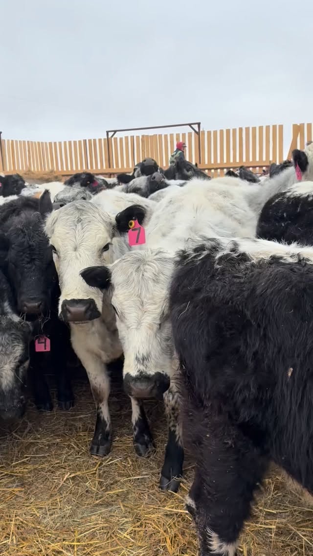Preg Checking Day !