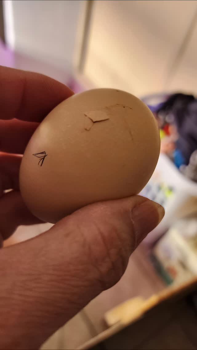 We are hatching babies!!!! 1st time ever hatching our own eggs! You can hear them chirping inside the eggs!!! It's so egg-citing!!! 🥰🤩🥰🤩🥰🤩
#hatchingeggs #chickhatching #firsthatch #babychicks #backyardchickens #homesteadinglife #raisingchickens #chickenmom #farmfresh #incubatorlife #eggtochick #hatchday #poultrylove #countryliving #urbanhomestead #chickenkeeping #homesteadlife #farmher #chickseason #newlife #egghatching #brooderlife #farmanimals #selfsufficientliving #chickensofinstagram #homesteadersofinstagram #backyardfarm