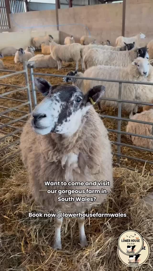 🐐🐮🚜Keen to get out on a real working farm? 🐓🐷🐑
Alongside our super popular Highland Cow Experiences, we also offer:
🚜 Mini Farmer Experiences
- (for adults and children),
👋Farm Meet & Greets
🎉Farm themed birthday parties
These are interactive experiences getting involved and learning about how we farm.
👉They can be booked via our website or by dropping us a message / email (lowerhouse.farm@outlook.com)
📝🍃We are also hoping to open up sessions for Home Ed groups / schools/ other local clubs interested in getting out on the farm.
👉Please drop us a message if interested!
#lowerhousefarmwales #homeed #farmvisits #farmtours