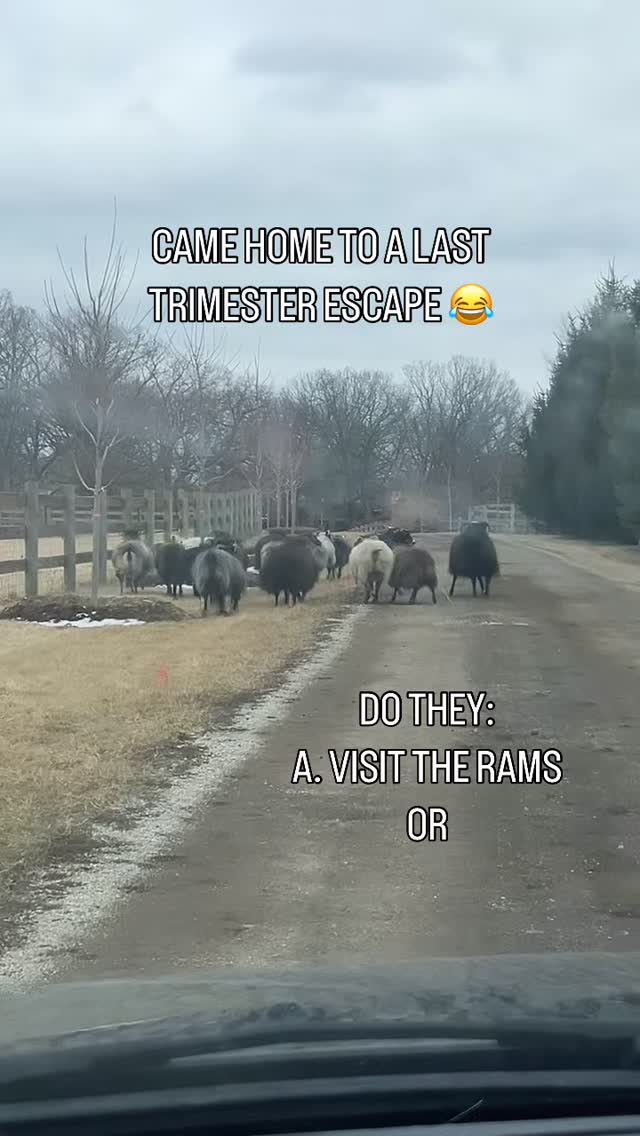 It’s been a long month with a lot of unexpected travel. Not my preference in the last trimester, especially with weeks of sub-zero temps, but it placed focus on nutrition. Things I’ve done out of habit I had to write down so others could help me. I thought it might be helpful to share, but it’ll need a couple parts.
These are half of my ewes a few weeks ago when I came home exhausted & left a gate not fully latched. The cheeky, chunky things were waiting for me down the drive when I came back from getting groceries. Thankfully they didn’t even make me get out of the car! I love these girls! ♥️
Ewes require good nutrition to support the last stages of gestation, and to prepare for lactation.
In the last 40 days this becomes crucial! Up until then, fetal development stays on course without extra calories, but this period is key to strong lambs & safe deliveries. Trying to find the balance can be daunting. Too few calories & you risk ketosis & weak lambs, too many & you risk dystocia.
In the last 4-6 weeks, fetal development is secondary, as fetal growth takes center stage. 70% of growth happens in the last 4-6 weeks! The fetus is growing at a tremendous rate & ewes need plenty of energy/calories to support the rapid growth. This is especially true when the ewe is pregnant with multiples.
As a rule of thumb, adults need 2-3% of their body weight in roughage a day. I calculate 5 lbs a day for a 150 lb ewe. This allows for some waste. During winter, for most of us, this means hay.
This can get tricky. An important lesson: all hay is not created equal. Not only does type play a role, but age of the hay & what cutting also plays crucial roles in proper ewe support. Avoid old hay. Hay that wasn’t cut during the last growing season will have no vitamin E & will no longer contain the required nutrition.
As for cuttings- 1st cutting hay is good for maintenance animals, but it does not provide the energy required for pregnant ewes. 2nd & 3rd cutting grass hay is a much better option for late-gestation ewes. It contains less NDF (neutral detergent fiber) and more protein.
More on NDF, grain, alfalfa & BCS in the next post!
#icelandicsheep #ewes #homesteader