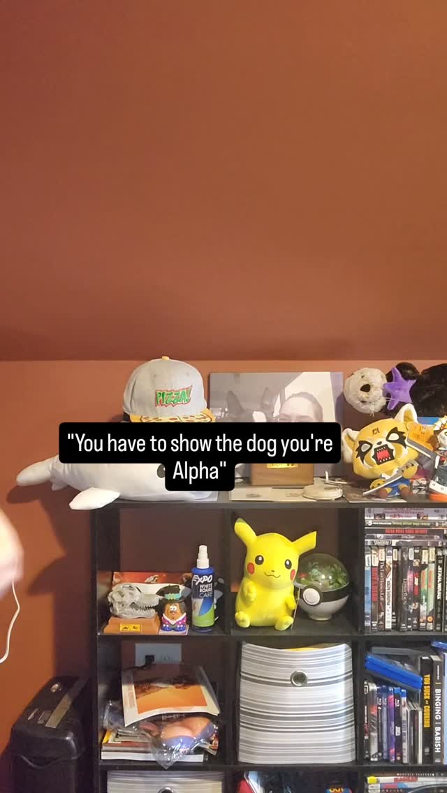 "Alpha" theory was debunked years ago by the man who came up with it. It was a mistake that many uneducated trainers still hold onto.
The hierarchy that balanced trainers scream about was a family group. That's all just a mom and dad and a bunch of pups 🤷♀️
You respect your parents but when you were a teen you pushed boundaries just like everyone else. I know I did 👋
So please don't listen to "trainers" who push being mean to your dog