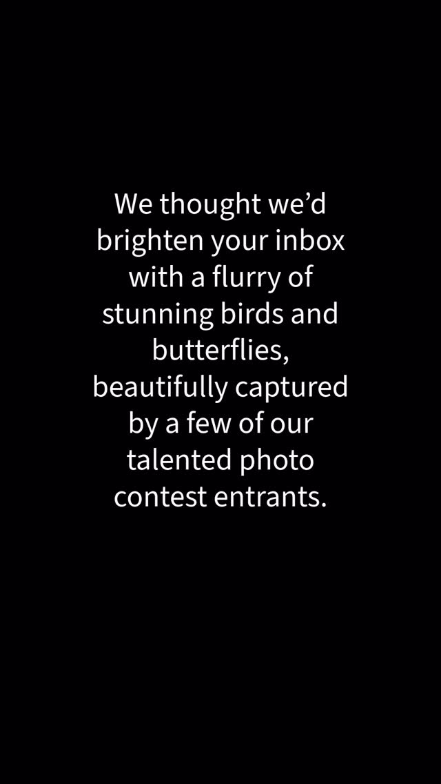 We thought we’d brighten your inbox with a flurry of stunning birds and butterflies, beautifully captured by a few of our talented photo contest entrants.
photo credits in order of apperance...
Sunny Mar ( overall winner)
Gaya Dahanayake - Hummingbird
Jim Jefferey - Quail
Tom Ciccone - Allen's Hummingbird
Julie Mackinnon - Monarch Butterfly
Julie Mackinnon - Raven
Kenneth Lui - Allen's Hummingbird
Brandon Chin - Acorn Woodpecker
Kenneth Lui - Hooded Merganser
Amanda Newlove - Turkey Vulture
Chris Attebery - Two Quails
Peter Hoke - Quail
Mike Van Grouw - Kestrel
Amanda Newlove - Tagged Condor
Chloe Schaffel - Owlets
Julie MacKinnon - California Quail
Trudi Souza
Robert So
Zoey Lesik - Monarch Butterfly
Jim Jeffrey - Bunting Lazul
#wildlifephotocontest #birdsandinsects
