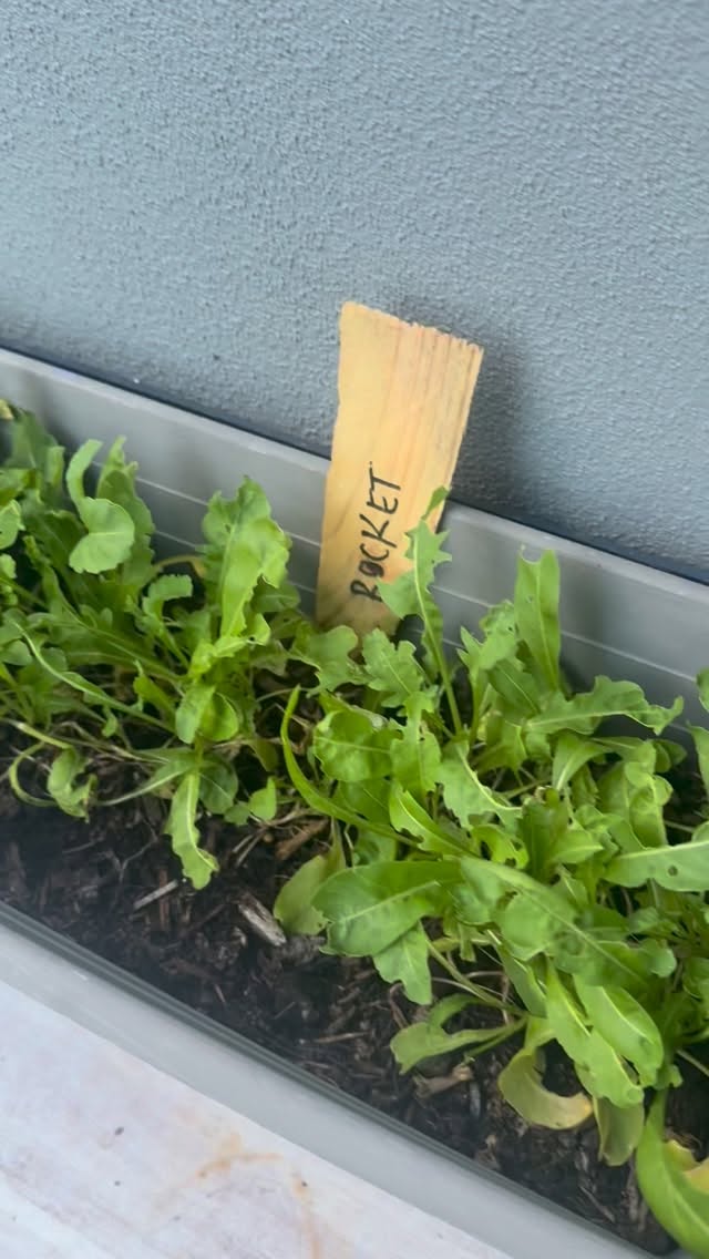 Admiring the progress in the herb garden 🪴