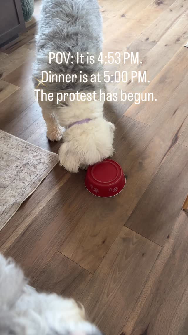 We are currently in negotiations😂. Does anyone else live with a time-keeping tyrant? 😂
#oldenglishsheepdogs #dogreels #sheepdoglife