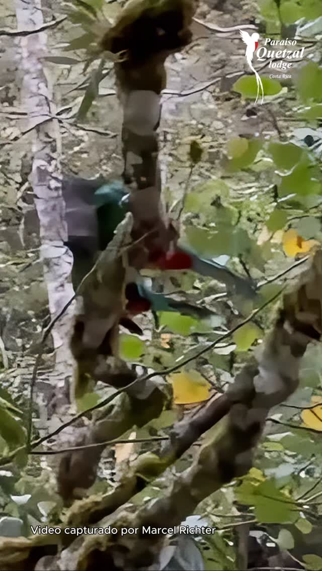 Hay momentos que el bosque nos regala y nos dejan sin palabras. ✨🦜
Les compartimos este registro único: la danza de la vida en su estado más puro. Ser testigos del apareamiento del Quetzal es un privilegio que nos recuerda la importancia de proteger este santuario. Estamos en plena temporada de vida en nuestras montañas. ¿Habías visto algo así alguna vez? ¡Compartí esta maravilla de la naturaleza!
📸 Video capturado por: Marcel Richter
#ParaisoQuetzal #Quetzal #CloudForest #CostaRica #NaturePhotography #BirdWatching #VidaSilvestre #ResplendentQuetzal