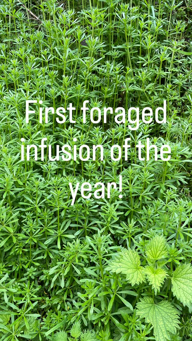The cleavers (sticky weed/goosegrass) are out! Cleavers cold infusion is a refreshing lymph-cleansing drink. Great for clearing the skin and aiding the elimination of waste. 💪
2 big handfuls of fresh cleavers
1/4 cucumber, sliced or ribbons
2-3 lemons, sliced
Rinse and chop or squeeze the cleavers to aid the infusion, sliced cucumber and lemons. Add to jar and top with water.
Leave overnight and drink in the morning on an empty stomach. Best made fresh every day/evening but does keep in an airtight container for 2 days in fridge.
Please let me know if you tried it and what you thought about it!
Tip: if you live in a popular dog walking area, pick the plants growing higher up the hedgerows. 😉
#roselandpeninsula #foraging #makeathome