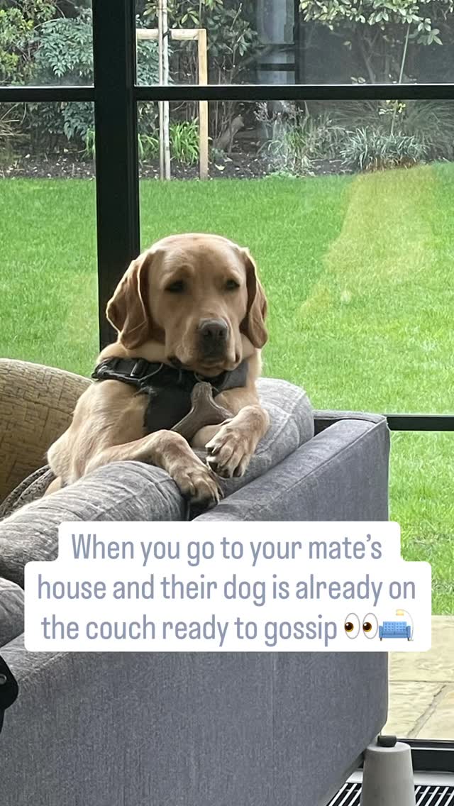 Nobody is more ready for the gossip …
than your mate’s dog 😂
Walked into my friend’s house and she was ALREADY on the couch 🛋️
Settled. Comfortable. Waiting.
Just vibes and eye contact like “sit down, I’ve been waiting, start from the beginning” 👀☕
Loyal. Present. Excellent listener. Zero judgment. 🐾
(Also suspiciously good at sitting 😏)
Tag the friend who IS like her 👇🥰
#DogsOfInstagram #FunnyDogs #DogsOfLondon #DogTrainingLondon #GossipSeason
