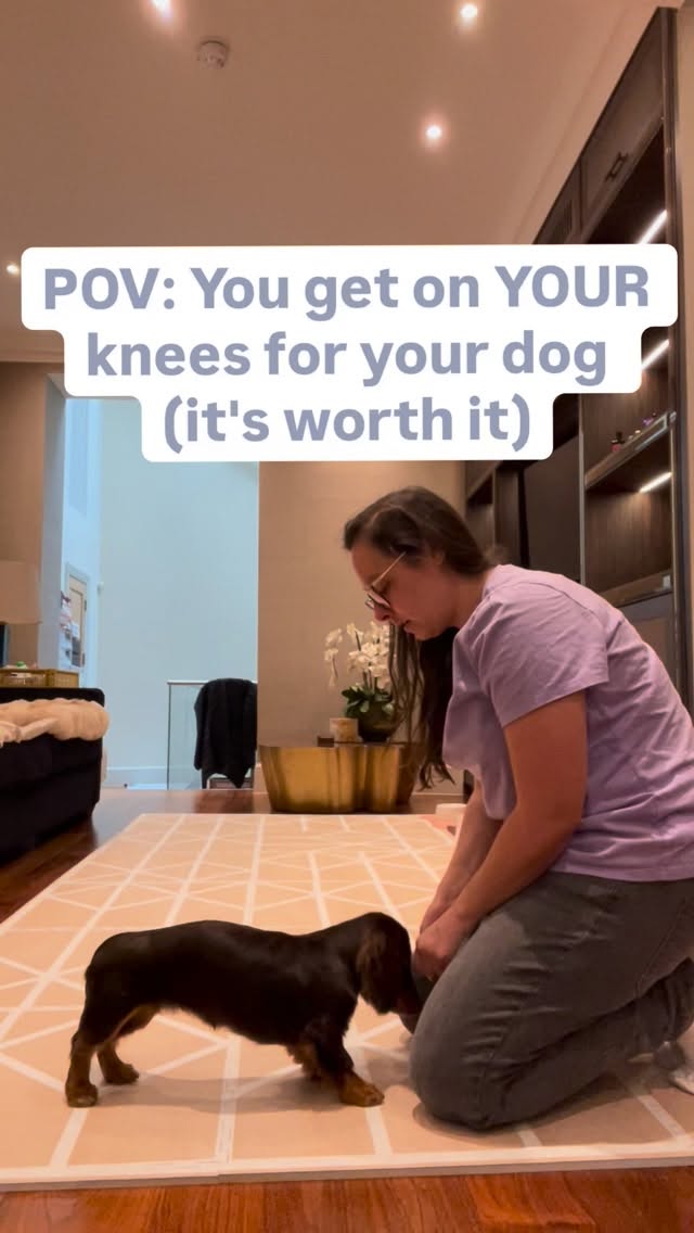 Training is a two-way street 🐾
Your puppy adapts to your life…
👉 are you adapting to theirs?
To a puppy, especially a Dachshund, the world is massive.
We expect our dogs to adapt to our entire lives, our schedules, our homes, our rules. The least we can do is get on their level when we train.
When I get down to Hazel, everything changes:
• She feels safer → more confident
• She sees clearly → learns faster
• She trusts me → we train as a team
Once your puppy knows each command on its own…
👉 start mixing them.
This simple sequence:
Down ➡️ Paw ➡️ Paw ➡️ Heel ➡️ Walk ➡️ Sit
Builds:
✔️ focus
✔️ listening
✔️ mental stimulation
Want to really understand your puppy? 🔎
My comic book breaks down the little “clues” your dog is giving you every day.
👉 Think of it as the training manual your puppy wishes you had 😂📖
#puppytraining
#dogtrainingtips
#dachshundpuppy
#positivedogtraining
#puppyparents