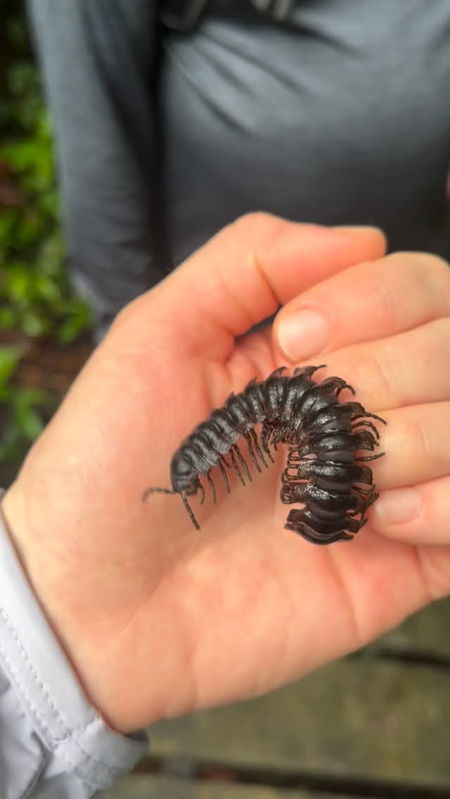 Making friends @losamigosbiologicalstation