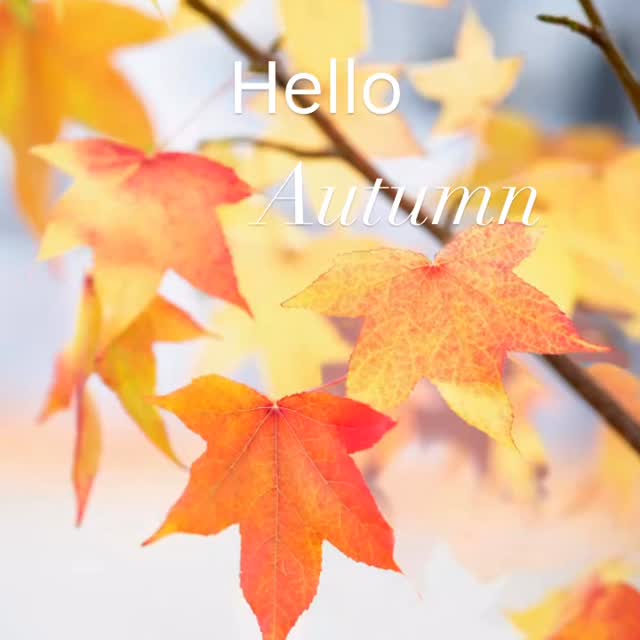 As Summer slips away for another year, Autumn arrives with whispers of change, golden light and quiet magic 🧡 #helloautumn #goldenleaves #autumnglow #wholesomeliving #autumnrituals