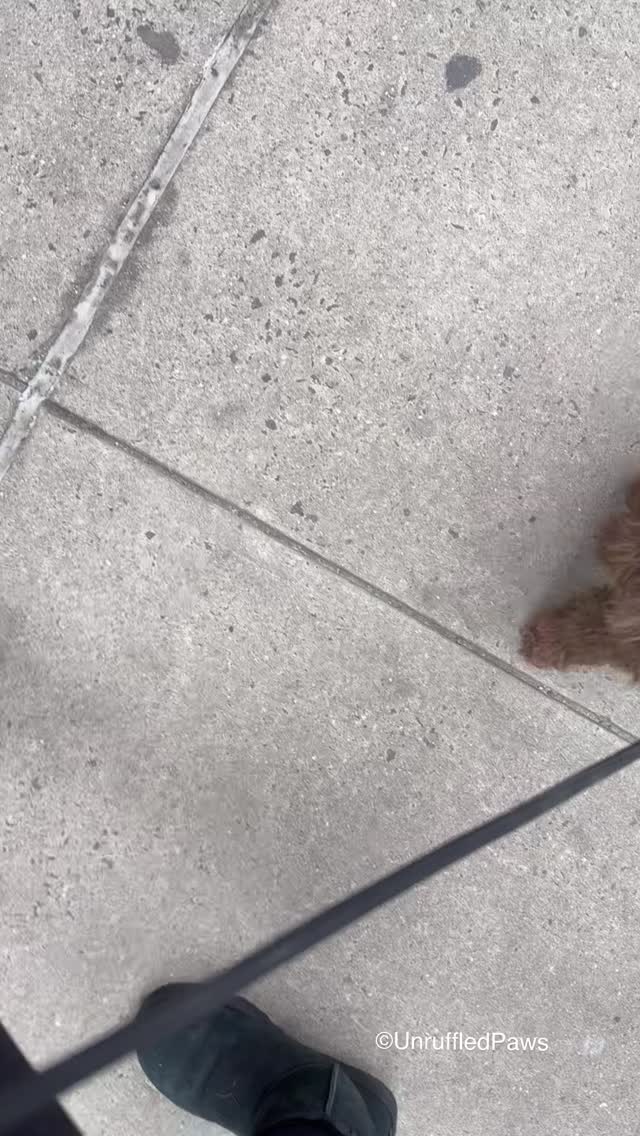 Remember to have fun on a walk today!