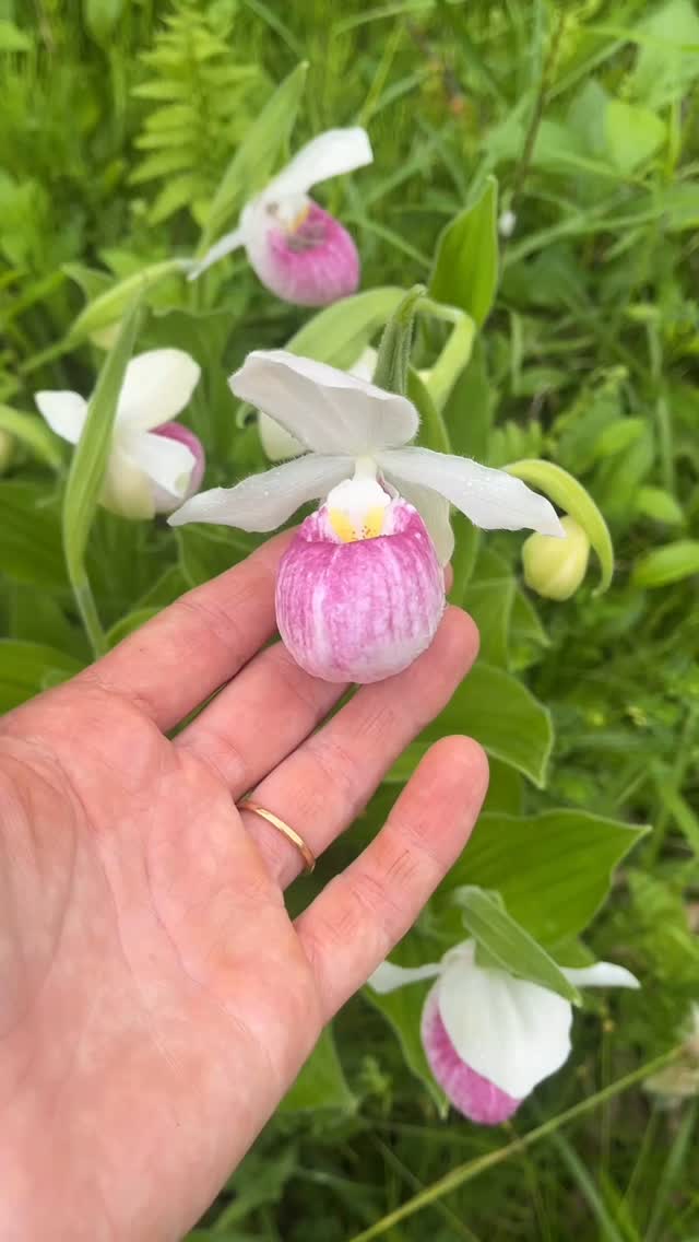 I have been chipping away at some updates to our website. Have a peek 👀 Spring is near 🌷link in bio