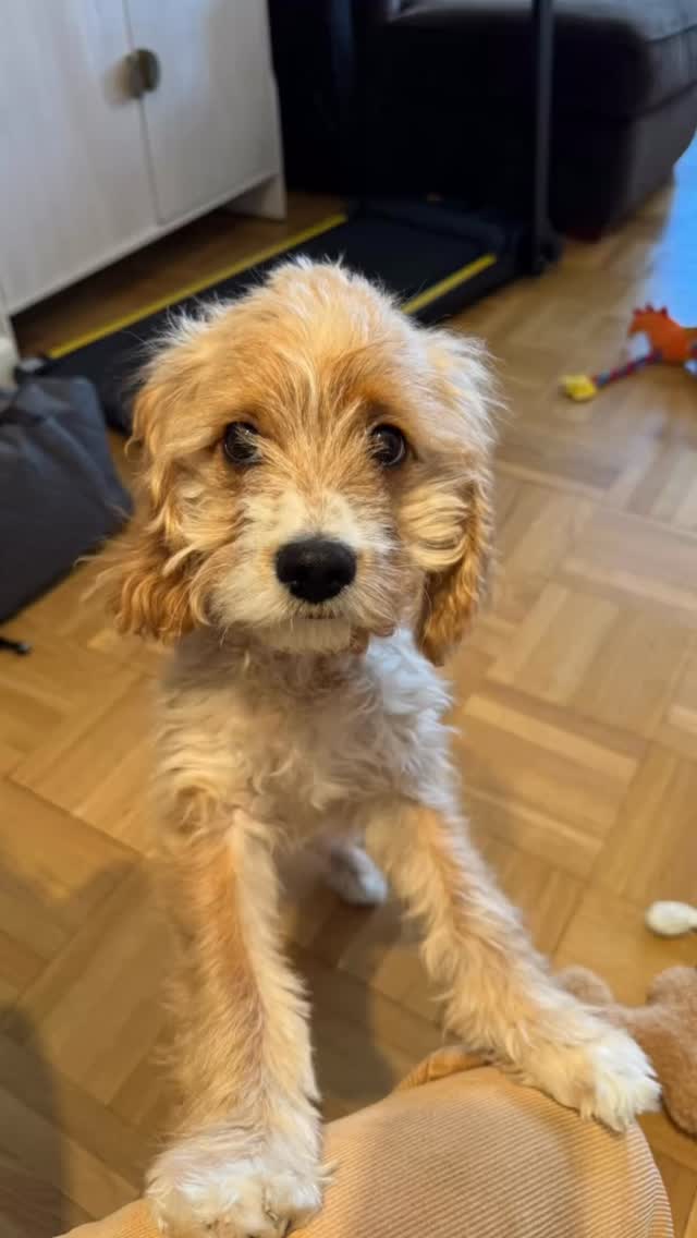 Meet my newest client, Hudson the puppy 🥺
If you’re looking for a NYC-based petsitter or dog walker, I have experience caring for pets of all ages, and would love to speak to you further about caring for your pet! 🐱🐶🐾
For booking/inquiries:
📧: hailey@nycpetadventures.com
🌐: nycpetadventures.com
#nycpetsitter #nycdogs #nycdog #puppy #cutedog
