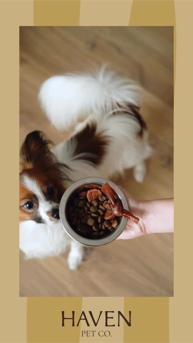Peace of mind matters 🤍
At Haven, we focus on the little things: familiar routines, thoughtful attention, and calm care that helps pets feel comfortable while you’re away.
#nashvillepetsitter #nashvillepetcare #nashvilledogwalker #nashvillecat