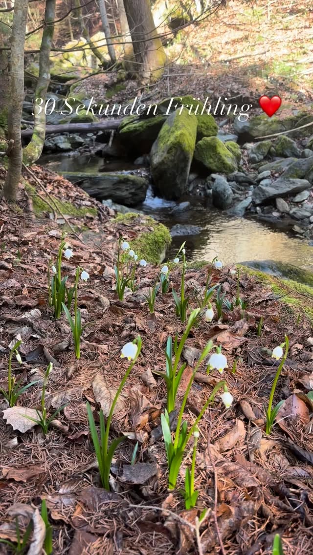 Energie tanken in 30 Sekunden ❤️ #mel4animal #veldenamwörthersee #energy #waldbaden #wasseristleben