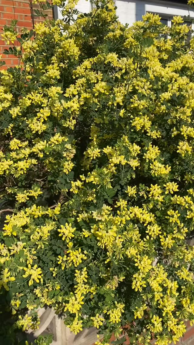 Apparently, I only photograph flowers 🌸
#hannahjosephstudio
#yogaandart
#creativeliving
#stopandsmelltheflowers
#softliving