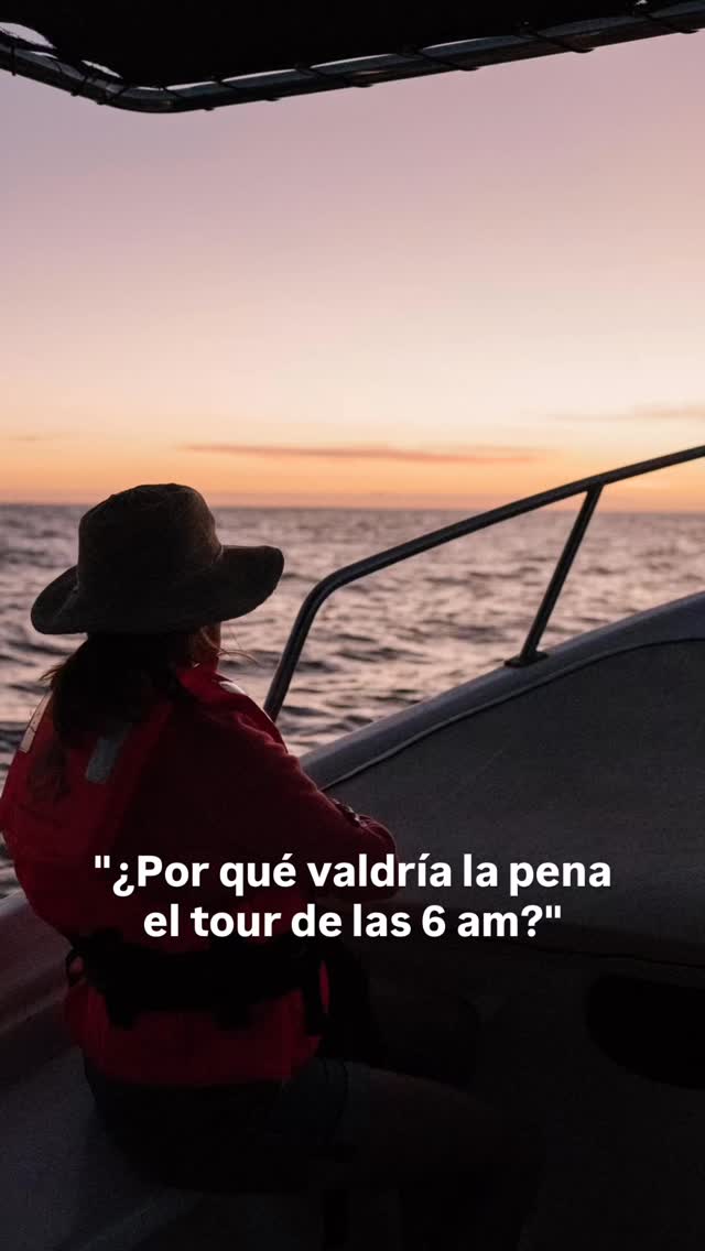 Si eso ha pasado por tu mente, esto podría hacer que lo pienses otra vez. 😉
Al salir hacia el mar, apenas el cielo se está pintando de colores y los posibles avistamientos pueden suceder. ¡Imagina cómo se verían! Además, tienes el resto del día para otras actividades. Suena a plan perfecto si nos lo preguntan…
🌅 Entonces, ¿te vemos al amanecer?
— ENG —
If that’s crossed your mind, this video might make you think again. 😉
As you head out to sea, the sky is just beginning to fill with color and sightings are possible. Imagine what they would look like! Plus, you have the rest of the day for other activities. Sounds like the perfect plan to us...
🌅 So, will we see you at sunrise?
-
-
-
-
-
ballena jorobada, vida marina, océano, cetáceos, los cabos, avistamiento de ballenas, conservación marina, biología marina, especies marinas, educación ambiental, Los Cabos 2026, turismo México, ballenas en México, ecotours, tours responsables