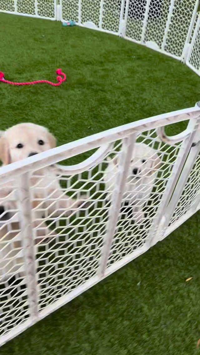 Practicing our sits 💕
#goldenretriever #goldenretrieverpuppy #puppies #golden #puppy