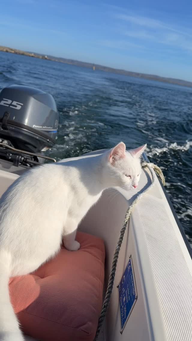 Mammakatt, iskatten eller skeppskatten. Kärt barn har många namn 💙🐈