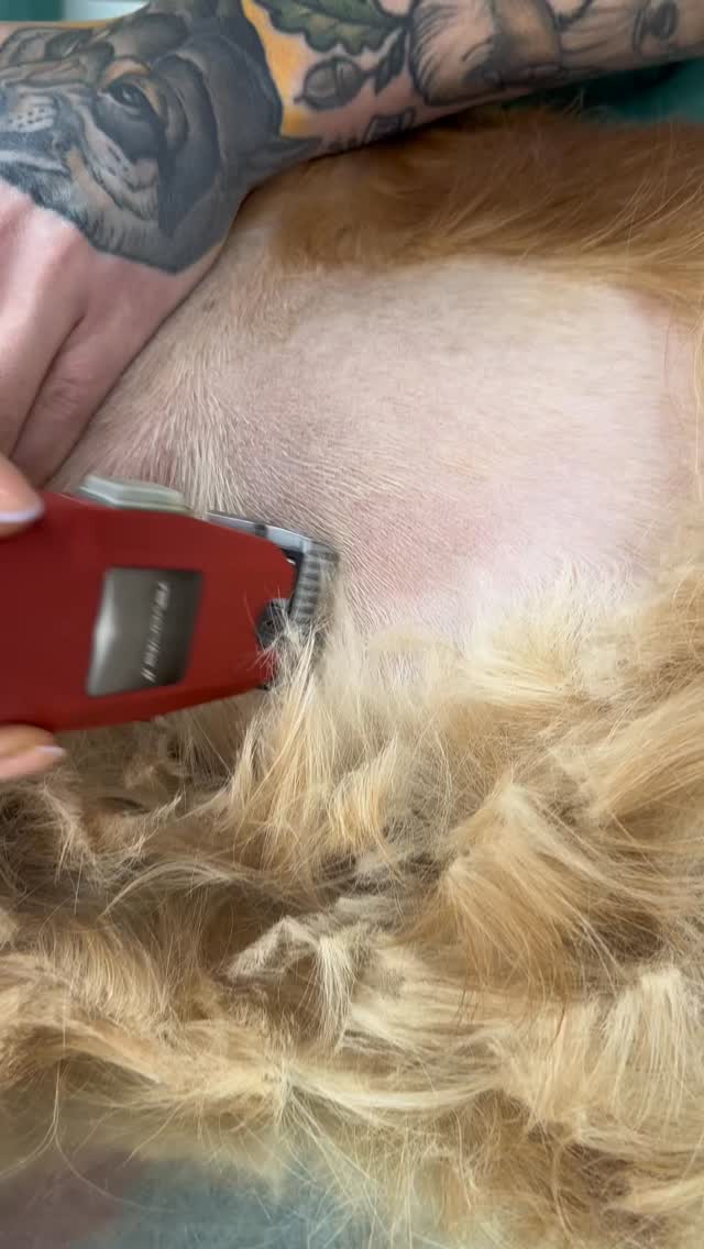 Ein Lipom ist wie ein kleines Fettkissen, das sich heimlich unter der Haut eingerichtet hat und einfach dort wohnen bleibt. Es ist harmlos, aber manchmal benimmt es sich wie ein ungebetener Dauergast, der mehr Platz einnimmt als ihm zusteht.