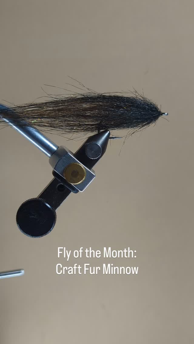 FLY OF THE MONTH: CRAFT FUR MINNOW
The craft fur minnow is a simple but effective pattern. Using a favorite technique from @the_fly_armory, making this fly out of a dubbing loop makes the fly durable, versatile, and above all simple.
Great for prespawn predators, these flies can easily mimic bait fish, or a leech. Move it quick for those reaction bites and aggressive chases, or swing it and let the material do the work for you.
No matter the color, or combination, tie it up. Tag @fernwehflyco in the craft fur minnow you tie this month and we will share your photo in our stories. Catch a fish with your fly, send us the photo, and we will do a special shoutout of you!
You best believe we’re going to be throwing these at smallmouth bass here this month.
#fernwehflyco #flyofthemonth #flytying