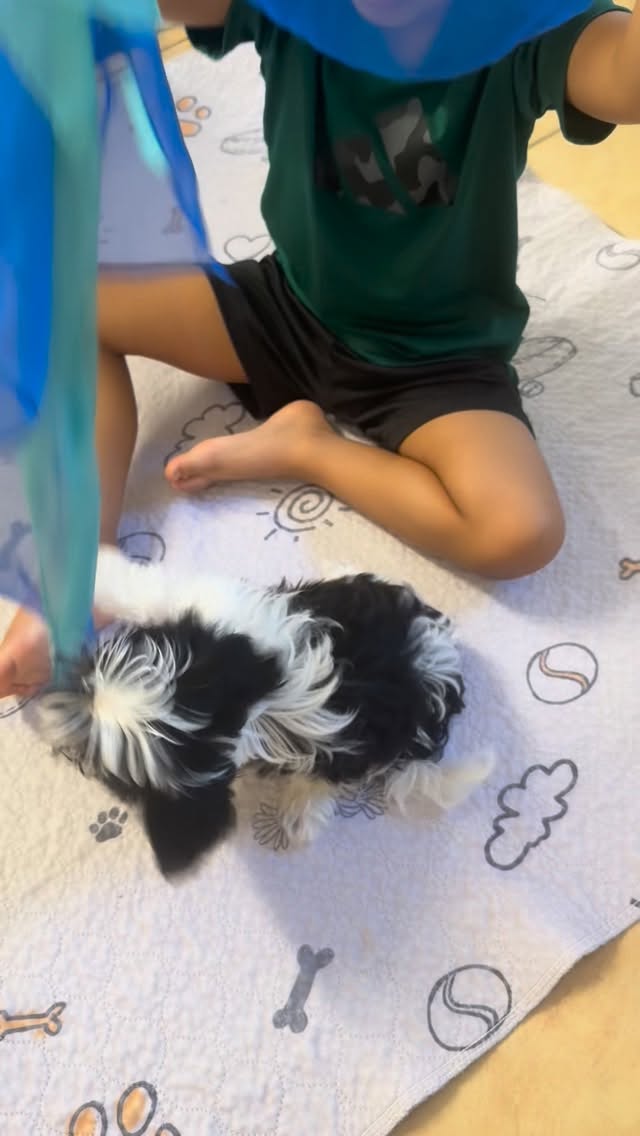 Our exquisite black & white prince Domino 🖤 Already mastering the art of companionship calm, gentle, and perfectly content beside his little human.
#shihtzu #puppy #akc #shihtzupuppy
Don’t miss out on the opportunity to welcome one of these lovable companions into your life! Contact us today to inquire about our available puppies or to reserve your newest family member. 🏡❤️🐾
www.luxuriousshihtzu.com
✈️ Shipping available
📍Los Angeles, CA