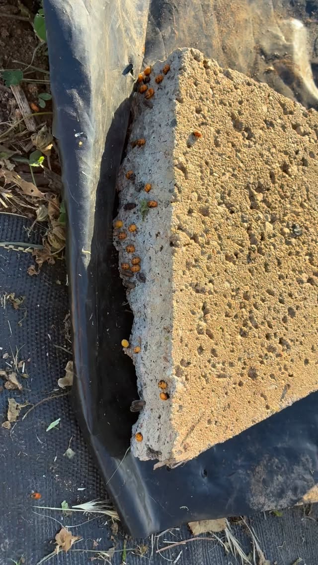 Get excited!! TOMATO PLANTING COMING SOON! 🍅🍅