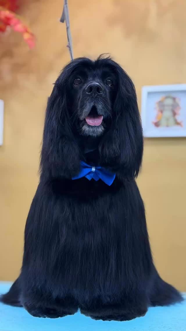 Hay perros que simplemente nacen para destacar ✨
El grooming correcto resalta lo que ya está ahí: carácter, porte y elegancia.
Si fuera tu mascota…
¿qué nombre le pondrías? 👇
Y adivina como se llama este caballero? 😎💙
📍estamos ubicados en el cangrejo , ph vitro loft calle Enrique Geenizier !! Escribenos al 61634227