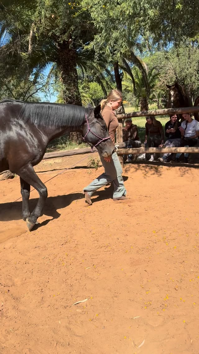Natural horsmanship lessons are part of our Working holiday program. Thanks to them you can experience how to connect and comunicate with the horse in a natural way 🐴❤️
#workingholidayafrica #naturalhorsemanship #libertyhorsemanship #libertytraining #horseridingholidays