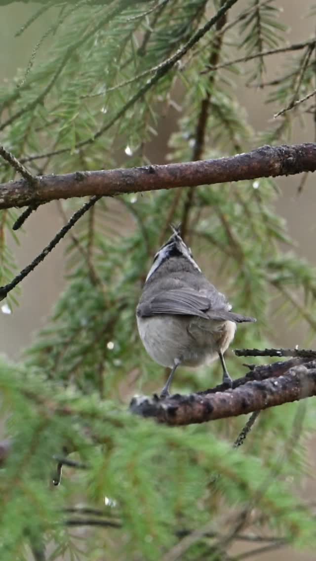 Hallå – köp biljetter: Bruka utan att förbruka - vad gör vi med skogen? - https://billet.to/s/w8fAQDA