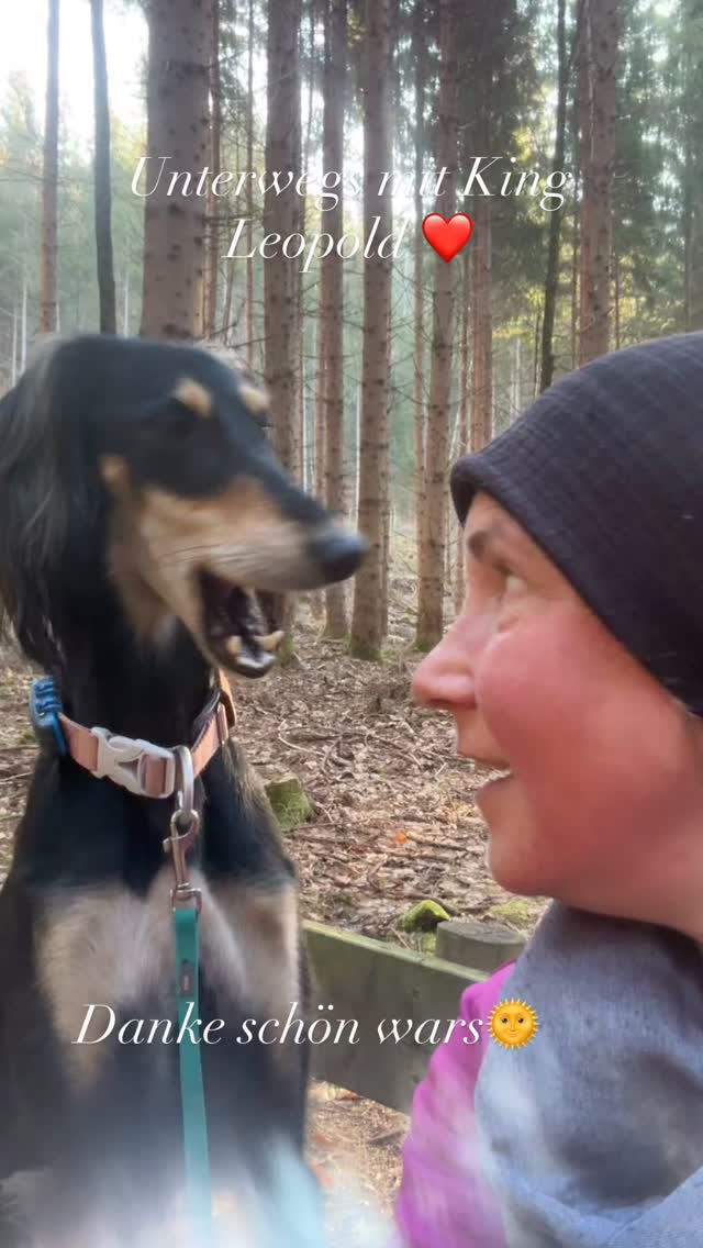 Unterwegs mit König Leopold ❤️ #mel4animal #veldenamwörthersee #waldbaden #dogwalk #happydog
