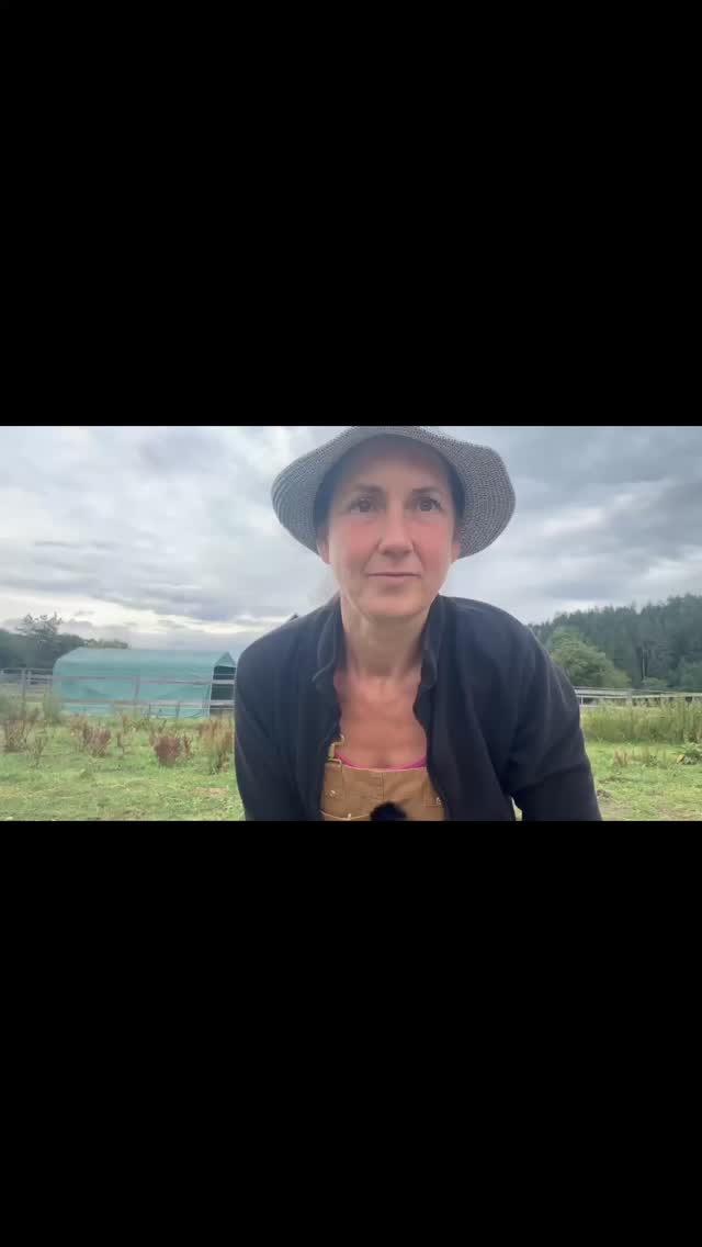 Tag 2 mit Armani ❤️🫶 #mel4animal #horsemanship #pferdeflüsterin #pferdeverstehen #tiertraining