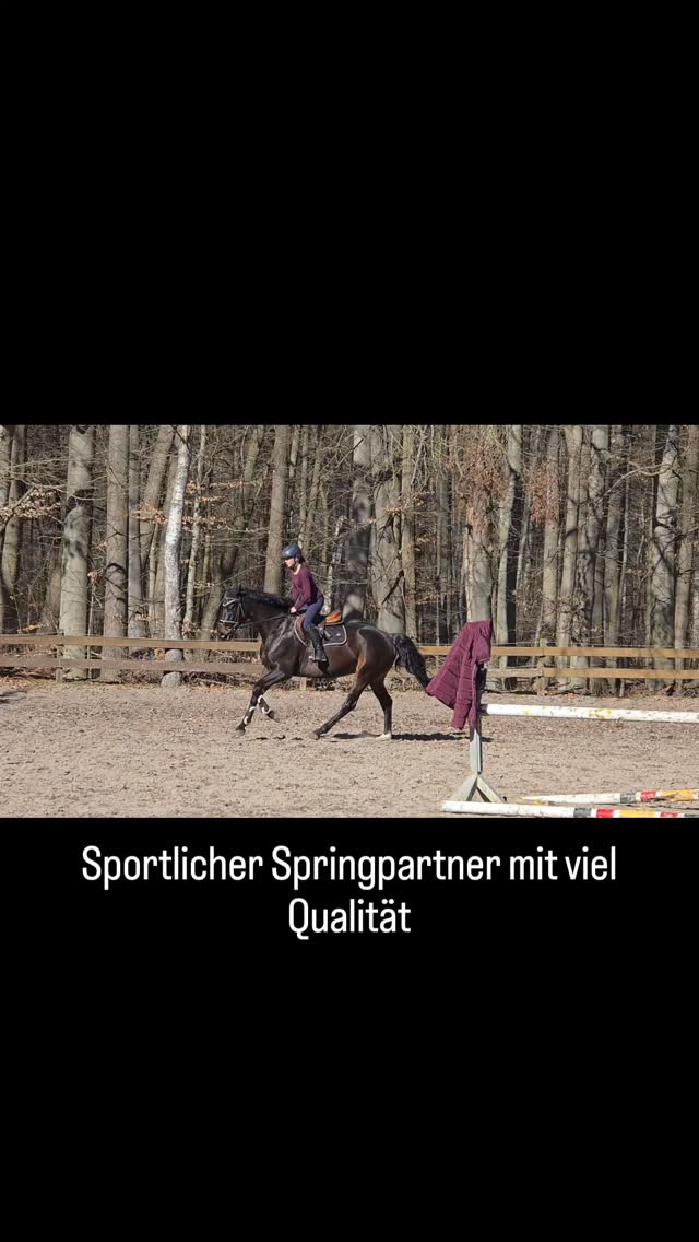 Sportlicher und sehr angenehm zu reitender Wallach mit viel Qualität am Sprung.
Bereits im Parcours platziert und mit besten Voraussetzungen für den weiteren Sport.
Für Reiter mit Gefühl ein spannender Partner.
📍 Raum Braunschweig
📩 Bei Interesse gerne PN
#verkaufspferd #springpferd #sportpferd #showjumping #pferdeverkauf