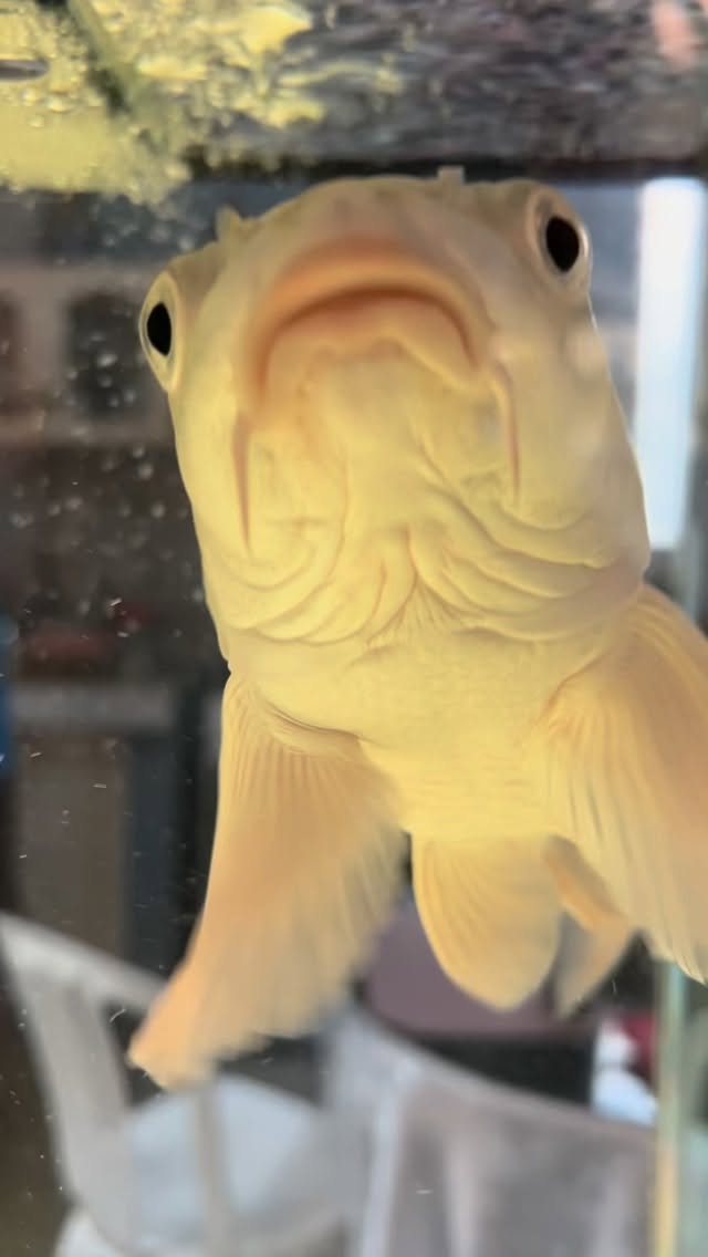 Conoce la historia de esta carpa koi que fue comprada como un pequeño pez y se trasformó en un gigante. #carpakoi #mascotas #acuarios #peces #fishtok