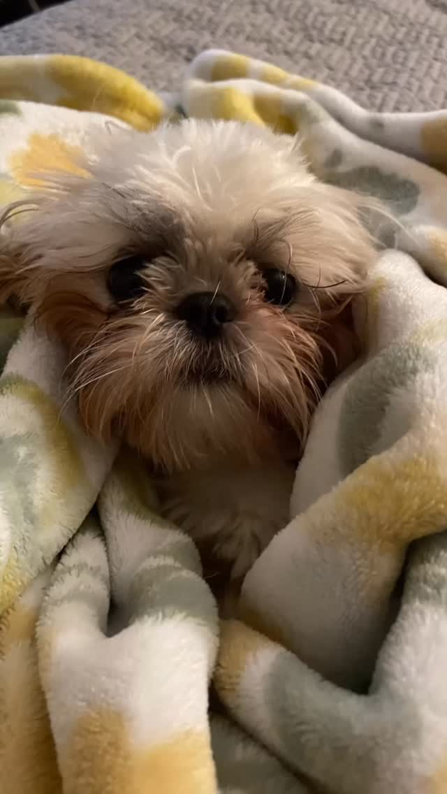 Happy birthday, K Bear 🥳💞✨
While I recently shared some sad news about one of my pups, the happy news is that another one of my pups just celebrated her fifth birthday yesterday!!! 🐶👑
K Bear loves her lamby 🐑, sitting in her carrier on her own accord 💤, hanging with her sister Habi 🖤, playing with her toys 🎾, and cuddling 🫂
I’m grateful to have had the opportunity to watch her in two different states. Twice the adventures!
For booking/inquiries: hailey@nycpetadventures.com
#nycpetsitter #shihtzu #shihtzusofinstagram #dogsofinstagram #cutedogs