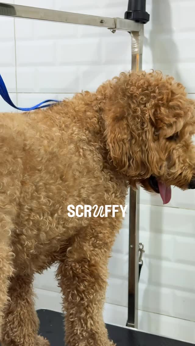 The art of being ✨wagginized✨
Book your furbaby’s grooming at Tail Waggin’ Dubai Hills and save 25% off every Thursday. Call us at 0503666622! #petgrooming #dogsindubai