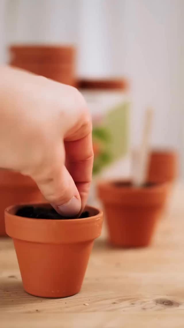 Aus immer mehr Anzuchttöpfchen auf der Fensterbank strecken sich grüne Keinblätter der Sonne entgegen 🌱
Draußen blühen bereits die ersten Osterglöckchen, die Vögel zwitschern viel fröhlicher, als noch vor ein paar Wochen und die ersten Schmetterlinge fliegen umher. Es fühlt sich an, wie ein kleiner Neuanfang. Hallo Frühling! ☀️✨
#springvibes #gardening #plantingseeds #myseasonalstory