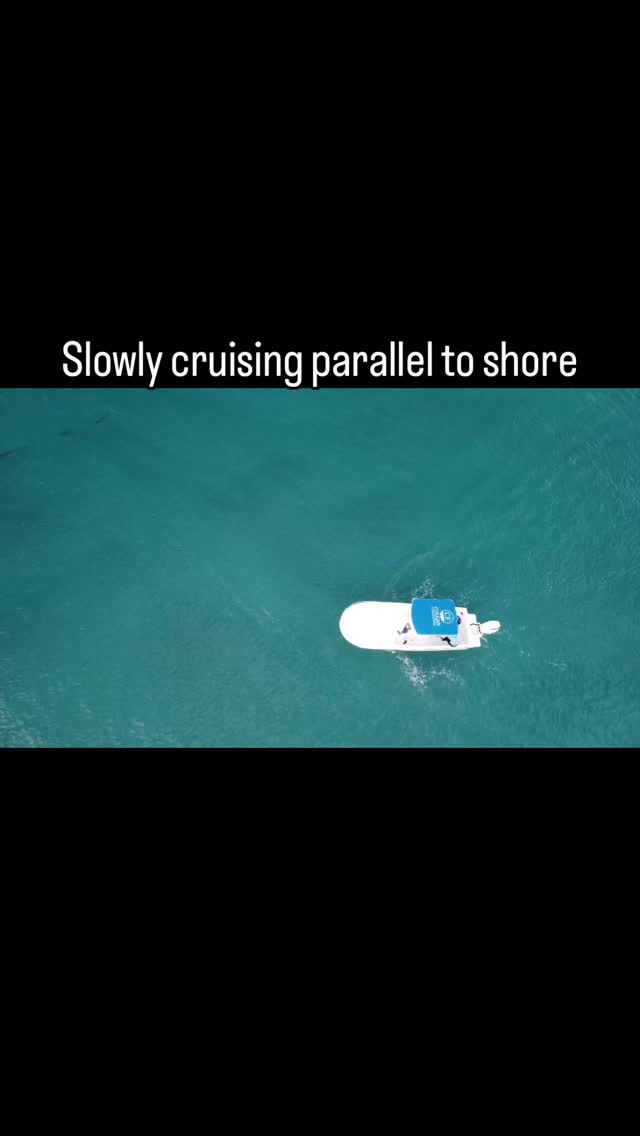 So exciting to see a good number of #blacktip #sharks off @macarthurbeach during the #sharkmigration. The large number of sharks is encouraging given the paucity the past few years. These sharks cruise in shallow water parallel to the #beach during this #winter period. Looking forward to getting out again soon to instrument more with #satellite #transmitter and fin-mounted #camera #tags. Always #grateful to @colganfoundation for making this work possible. #marinebiology #fieldwork #shark #tagging @dusky_boats @fauscience