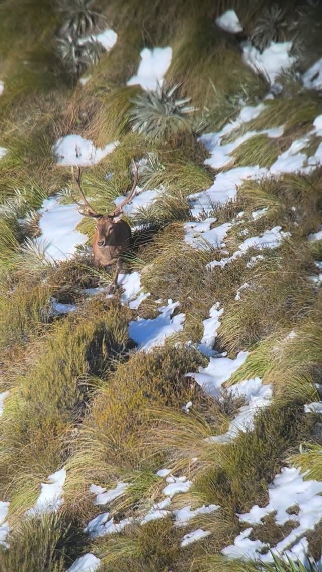 Not long now! Nice stag we left last year, will try to catch up with him this year to see how he looks #southislandhuntingnz #redstagroar #hunting #redstag #huntingseason